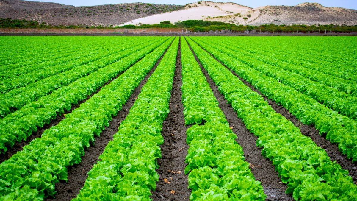 empresas agroindustriales